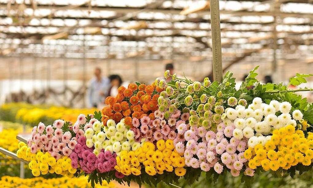 Nhật Bản chi gần 800 tỷ đồng mua hoa cúc Việt