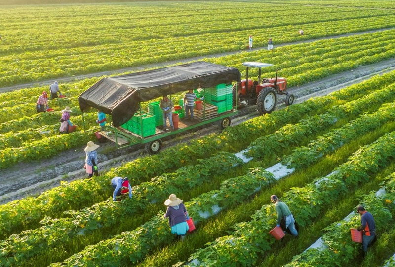 Doanh nghiệp Việt Nam đẩy mạnh xuất khẩu nông sản nhiệt đới sang thị trường châu Âu